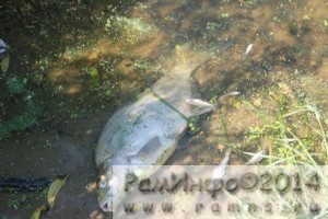 В районе с.Софьино Раменского района в р.Москва случился мор рыбы