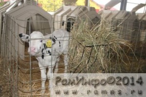 Генеральный директор ЗАО «Племзавод Раменское» рассказала о продукции, ценах и перспективах