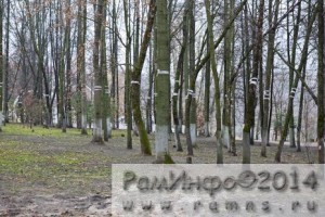 В Раменском городском парке в 2014-2015 гг. будет производиться санитарная вырубка деревьев