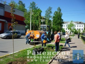 20 кленов высадили в с.п.Новохаритоновское в рамках областной акции «Лес Победы»