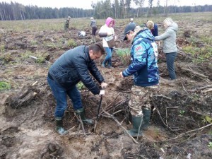 Акция «Наш лес. Посади свое дерево» в Малаховского лесничестве идет полным ходом