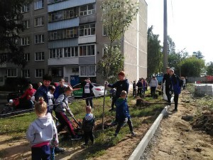 Шестьдесят деревьев высадили в с.п.Островецкое в рамках акции «Наш лес . Посади свое дерево» в субботу