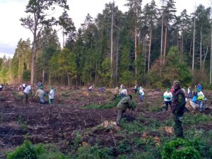 Итоги акции «Наш лес. Посади свое дерево» в Раменском районе обсудили на оперативном совещании администрации в понедельник
