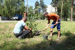22 июня на пересечение улицы Северное шоссе и Профсоюзная прошла высадка деревьев