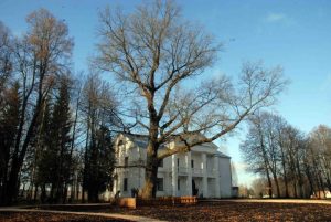 На международном конкурсе по выбору Европейского дерева года можно проголосовать за дуб из Подмосковья