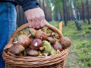 О мерах  безопасности в лесных массивах