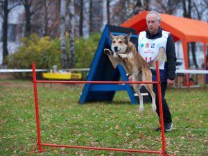 На территории Раменского ипподрома состоялся кубок Московской области по национальным видам дрессировки собак