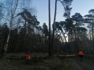 Устранение последствий ураганного ветра провели сотрудники МБУ «Содержание и благоустройство» г.Раменское