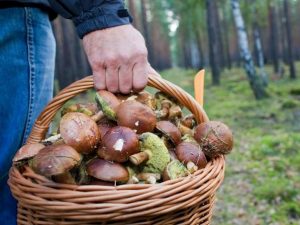 Как не заблудиться в лесу