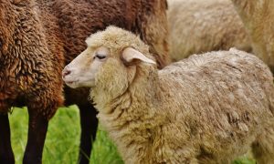 Раменская ветеринарная станция предупреждает
