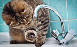 В доме №38 по улице Чугунова 25 декабря отключат воду