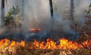 В связи с установившейся в Подмосковье жаркой погодой возрастает риск возникновения пожаров