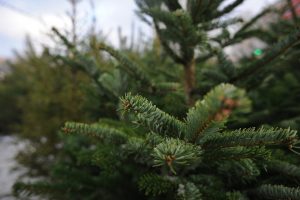 Елочные базары работают в Раменском округе