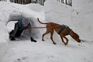 Любительские соревнования Russian extreme dog trail прошли на лыжной трассе Александра Завьялова в деревне Чулково