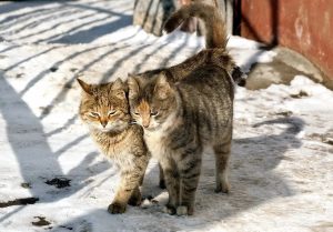 В Раменском округе выявлены животные с подозрением на бешенство