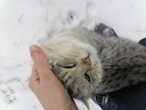 В Раменском зафиксировано два случая укуса людей домашними животным с подозрением на бешенство