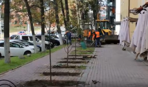 Молодые липы высадили на улице Карла Маркса