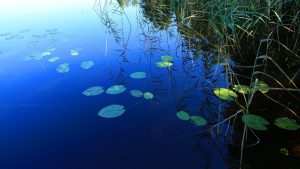 Два пруда Раменского округа участвуют в голосовании за очистку водоемов по программе «100 прудов и озер»