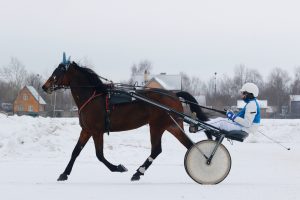 13 января на Раменском ипподроме пройдет день испытаний лошадей
