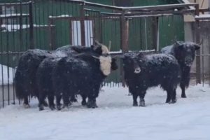Малыши яки приехали в Раменское