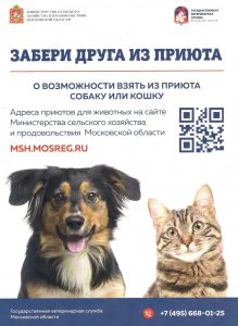 Забери друга из приюта