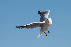 О проведении Месячника по обеспечению биологической защиты объектов птицеводства – «ЧАЙКА» на территории Московской области