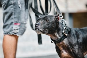 В Московской области вступает в силу закон о регистрации домашних животных