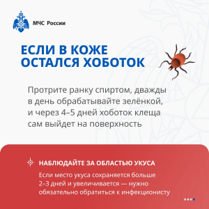 Внимание всем жителям Раменского округа! Сезон клещей открыт!