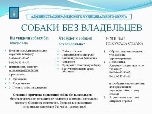 Жители Раменского округа, внимание! Утвержден порядок действий при обнаружении безнадзорных собак!