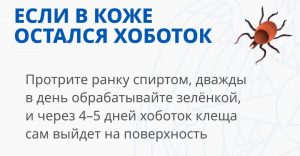 Жители Раменского округа, внимание! Сезон клещей продолжается