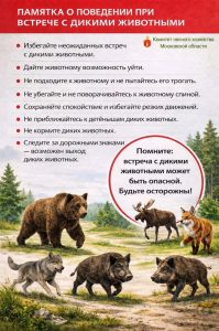 В Раменском округе увеличилось количество аварий с участием диких животных