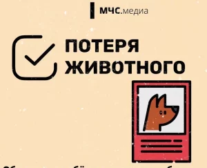 Меры безопасности при встрече с животными для жителей Раменского округа