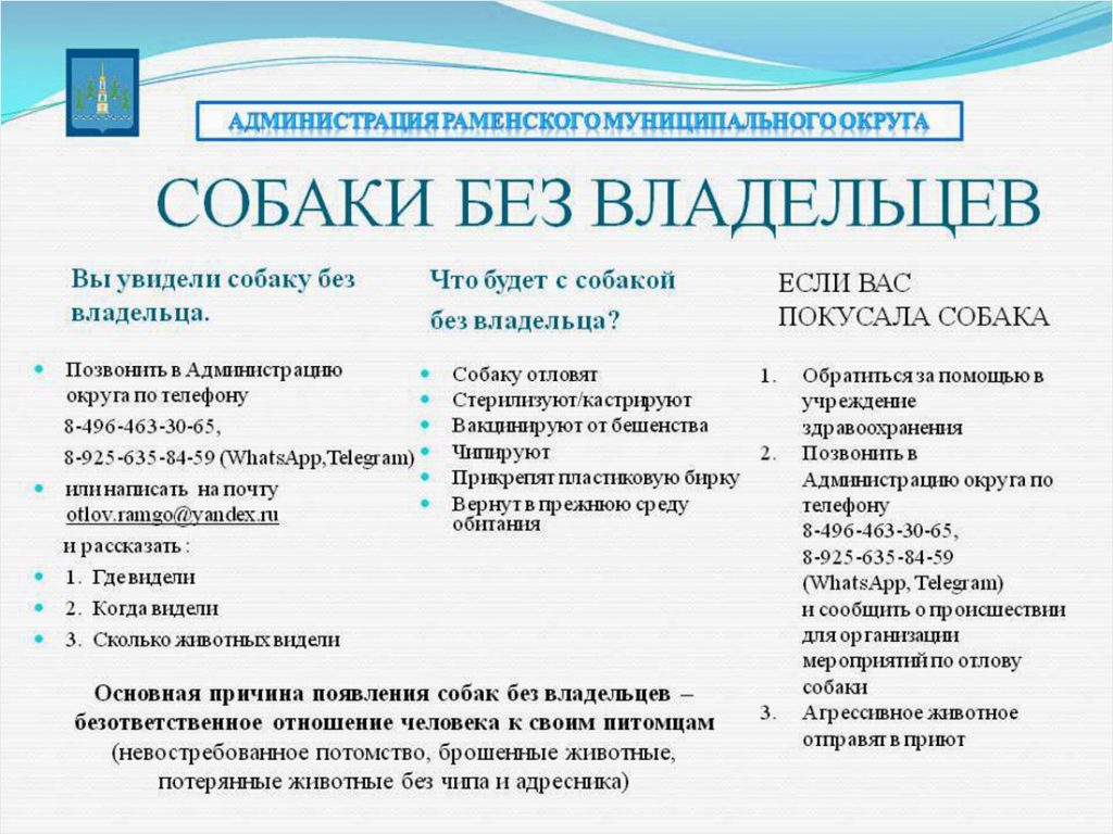 Что делать, если вы встретили собаку без владельца?
